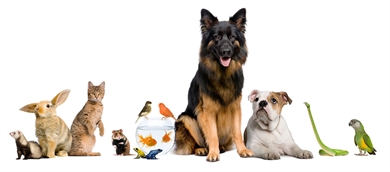Veterinarios y mascotas