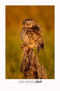 José Manuel Gelpi se hace con el Primer y Segundo premio del Concurso de Fotografía Digital "Especie Autóctona de Extremadura"