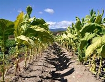 OITAB asiste al Tercer Congreso Nacional contra el contrabando de tabaco organizado por Altadis