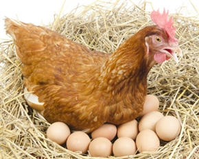 ¿Por qué ponen más huevos las gallinas en primavera?