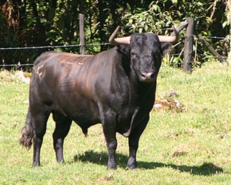 Resulta herido por asta de toro un hombre en Pueblonuevo de Miramontes