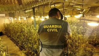 La Guardia Civil detiene a un vecino de Talayuela por cultivo de marihuana